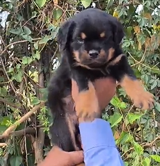 Order Female Rottweiler Puppy from Vizag